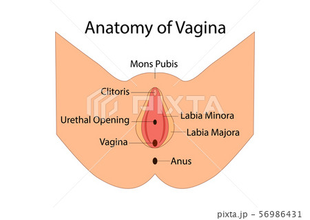 Anatomy of Vagina, medical vector illuatration isolated 56986431
