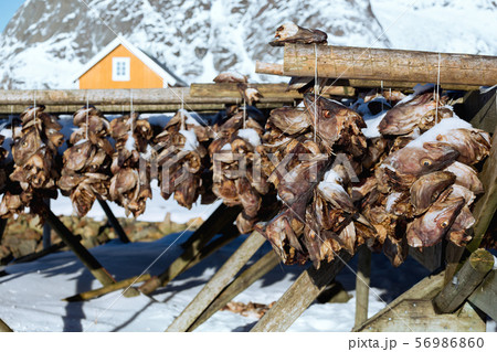cod heads in Lofoten 56986860