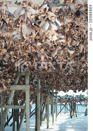 cod heads in Lofoten 56986864