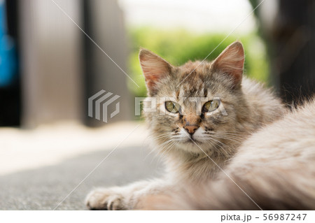 道端に寝そべってこちらをにらむ猫 道端に寝そべってこちらをにらむ猫 56987247