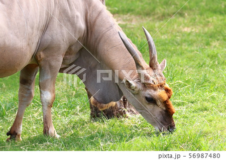 エランド 56987480