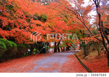 三井寺（滋賀県大津市）境内の紅葉 56987689