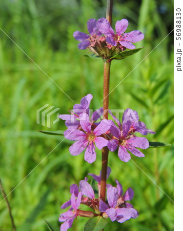 ミソハギ 56988130