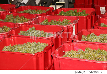 Ripe bunches of white grape in red plastic boxes Ripe bunches of white grape in red plastic boxes 56988376