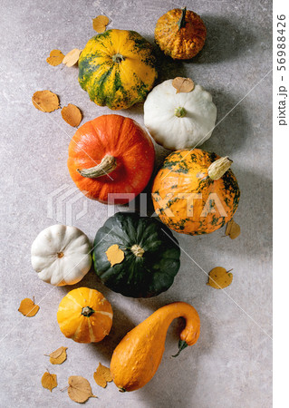 Variety of colorful pumpkins Variety of colorful pumpkins 56988426
