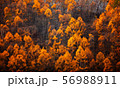 Colorful forest on the mountain, nature background 56988911