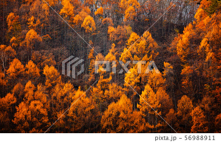 Colorful forest on the mountain, nature background 56988911