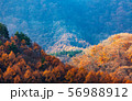 Colorful forest on the mountain, nature background 56988912