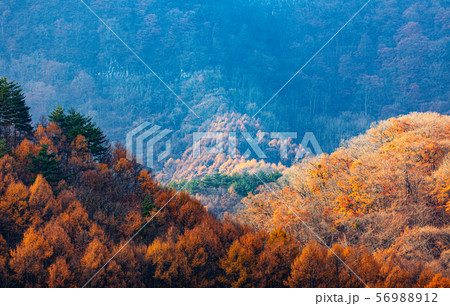 Colorful forest on the mountain, nature background 56988912