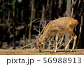 Brown star deer eat the plant on the floor 56988913