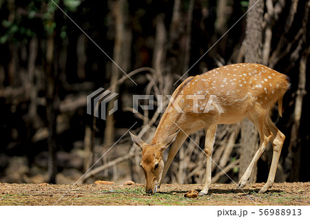 Brown star deer eat the plant on the floor 56988913