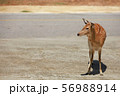 Brown star deer is walking across the road during 56988914