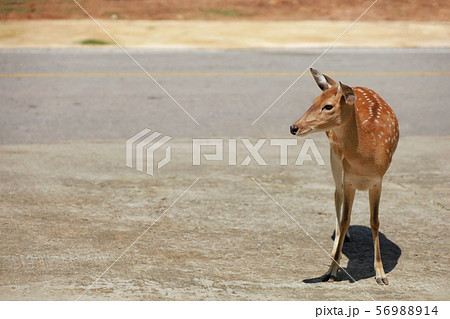 Brown star deer is walking across the road during 56988914