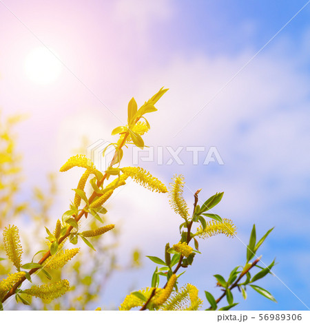 Willow twigs and sun on sky background. 56989306