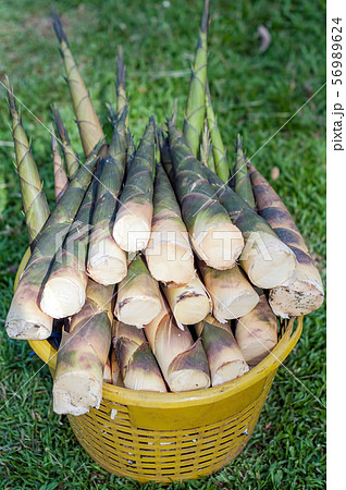 Bamboo Shoots in Basket 56989624