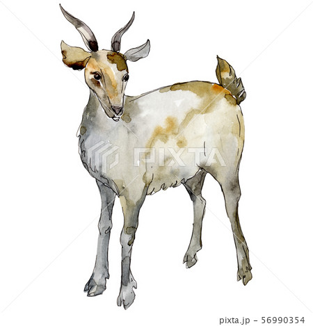 Goat fafm animal isolated. Watercolor background illustration set. Isolated animal illustration Goat fafm animal isolated. Watercolor background illustration set. Isolated animal illustration 56990354