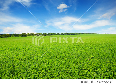 Fresh spring clover field 56990731
