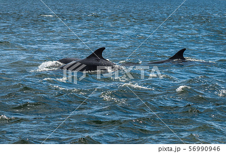 Bottlenose Dolphin In The Moray Firth At Chanonry Point Near Inverness In Scotland 56990946