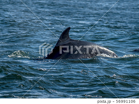 Bottlenose Dolphin In The Moray Firth At Chanonry Point Near Inverness In Scotland 56991106