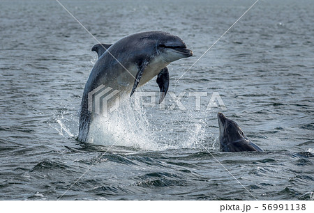 Wild Bottlenose Dolphins Jumping Out Of Ocean Water At The Moray Firth Near Inverness In Scotland 56991138