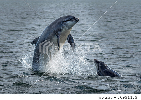 Wild Bottlenose Dolphins Jumping Out Of Ocean Water At The Moray Firth Near Inverness In Scotland Wild Bottlenose Dolphins Jumping Out Of Ocean Water At The Moray Firth Near Inverness In Scotland 56991139