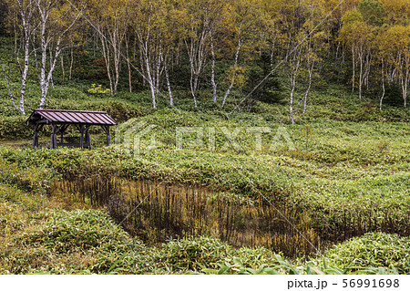 (長野県)紅葉が美しい、志賀高原・木戸池周辺 (長野県)紅葉が美しい、志賀高原・木戸池周辺 56991698