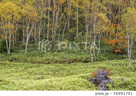 （長野県）紅葉が美しい、志賀高原・木戸池周辺 56991701