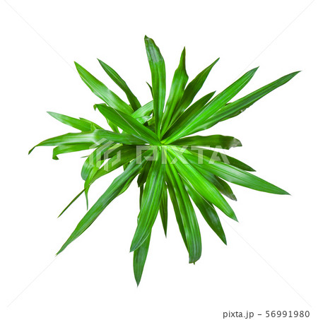 Houseplant - Yucca elephantipes a potted plant Houseplant - Yucca elephantipes a potted plant 56991980