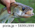 caught zander in а hand of a fisherman 56991999