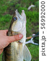 caught zander in а hand of a fisherman 56992000