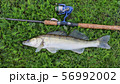 fishing catch - zander 56992002