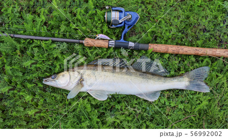 fishing catch - zander 56992002