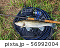 fishing catch - zander 56992004