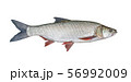 fishing catch - Aspius, isolated over white 56992009