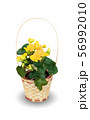 Houseplant - flowering Begonia a potted plant 56992010