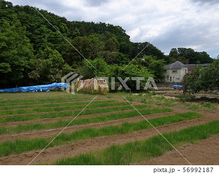 稲木干し 56992187