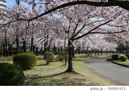 春の開成山公園（福島県・郡山市） 56992423