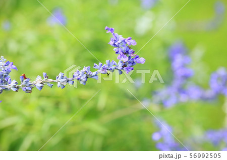サルビア ファリナセアの花 サルビア ファリナセアの花 56992505