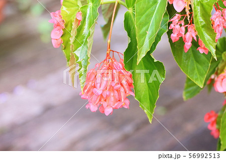 キダチベゴニアの花 キダチベゴニアの花 56992513