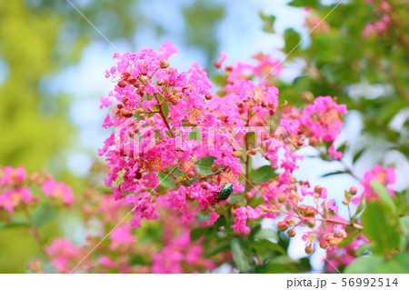 サルスベリの花 サルスベリの花 56992514