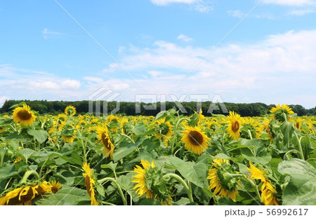 ひまわり　夏　風景　杤木 56992617