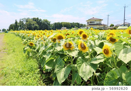 ひまわり 夏 風景 杤木 ひまわり 夏 風景 杤木 56992620