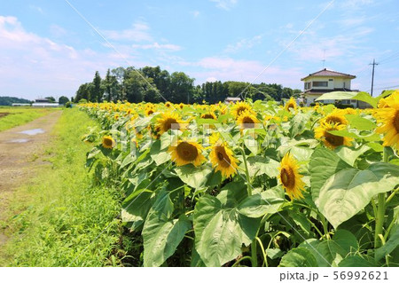 ひまわり 夏 風景 杤木 ひまわり 夏 風景 杤木 56992621