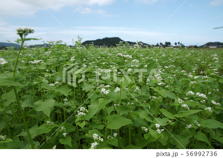 鳥取 四季の散歩 秋 鹿野 鳥取 四季の散歩 秋 鹿野 56992736