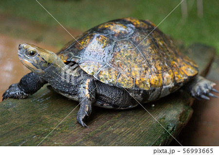 イシガメ 56993665