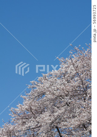 満開の桜と青空 満開の桜と青空 56993725