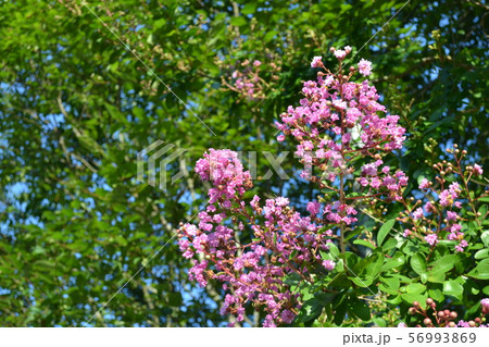 紫色の百日紅の花の写真素材