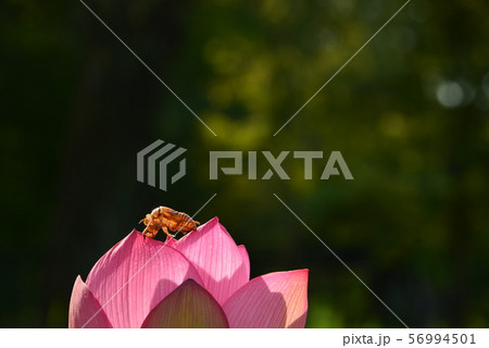 蓮の花とセミ 蓮の花とセミ 56994501