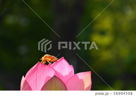 蓮の花とセミ 56994508