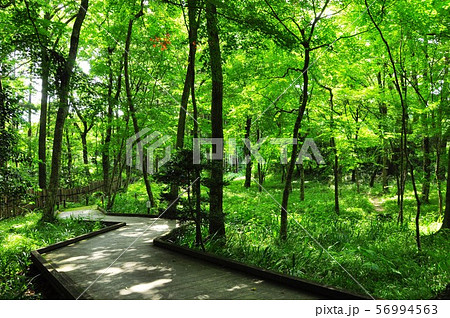 森林浴イメージ 木漏れ日の新緑林散歩道 (御殿場市秩父宮記念公園) 森林浴イメージ 木漏れ日の新緑林散歩道 (御殿場市秩父宮記念公園) 56994563